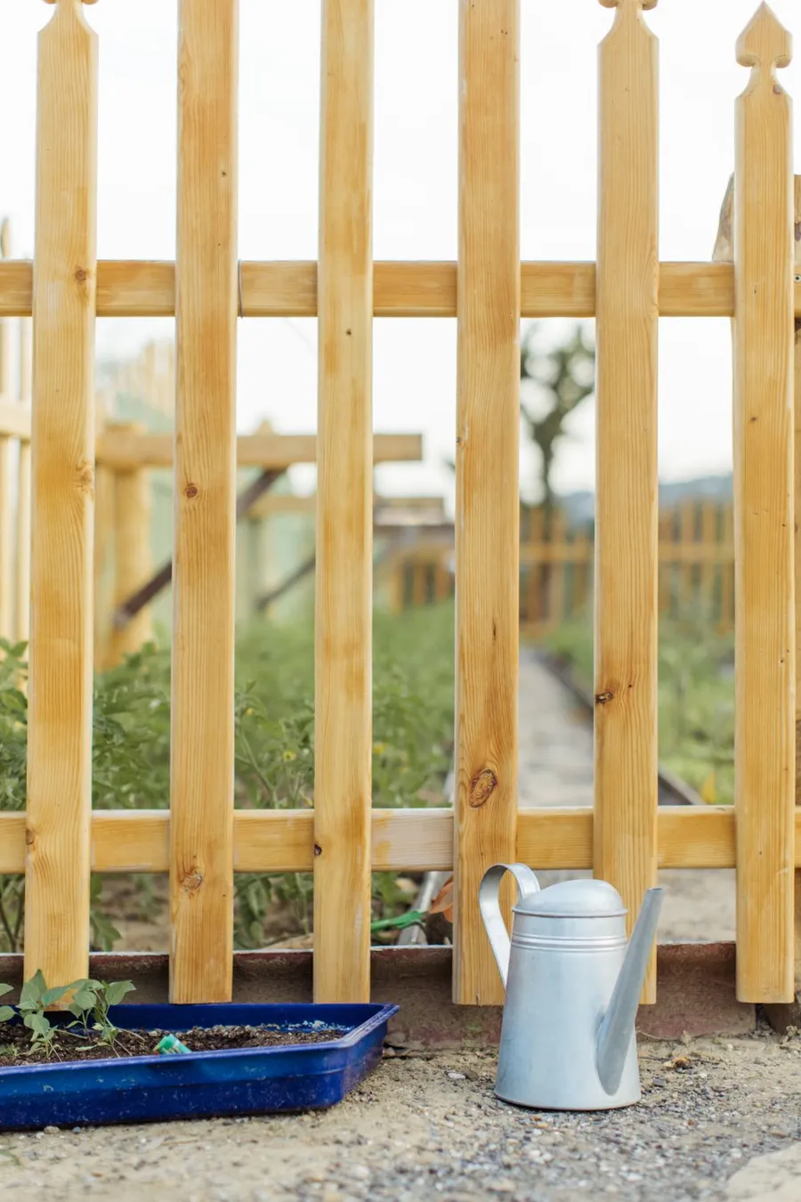 Natural wood garden fence with vertical pickets and a metal watering can